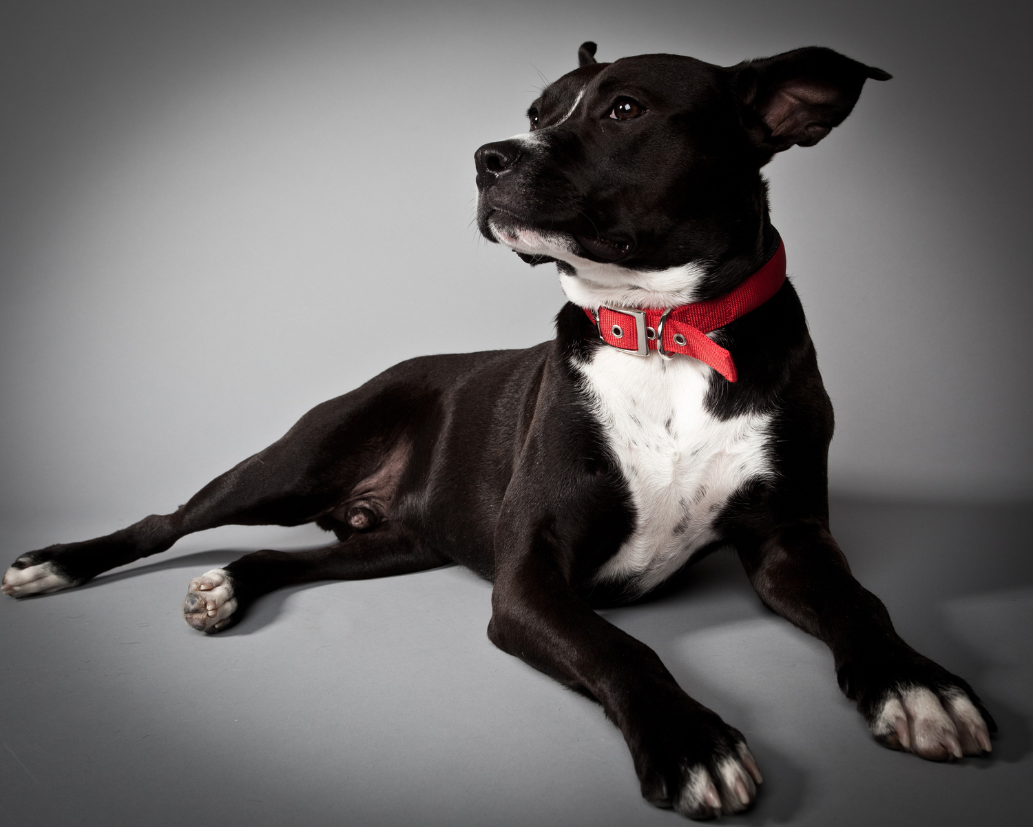 lorem ipsum dolor sit