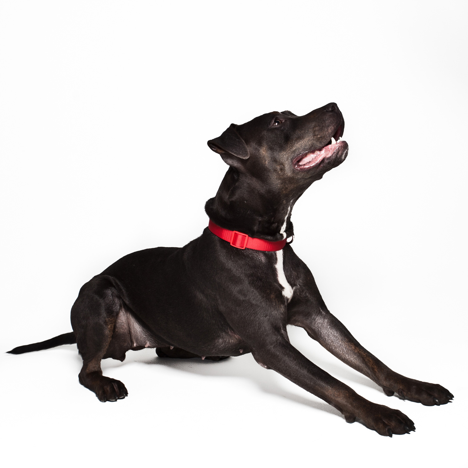 lorem ipsum dolor sit