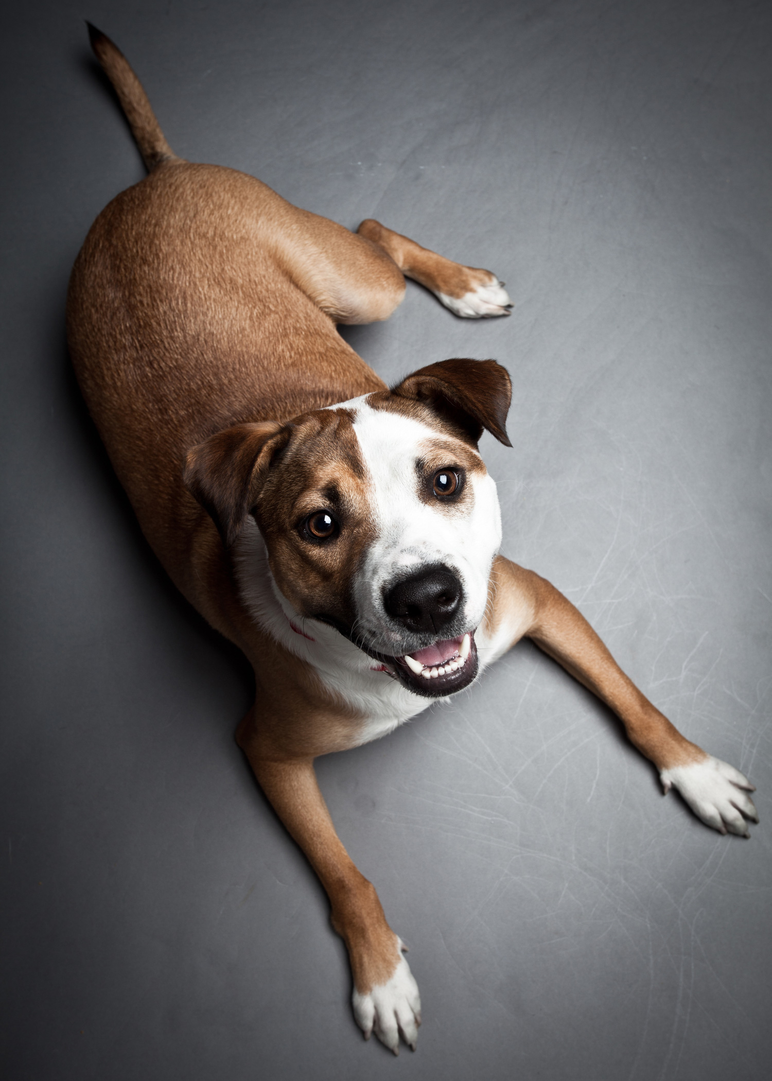 lorem ipsum dolor sit