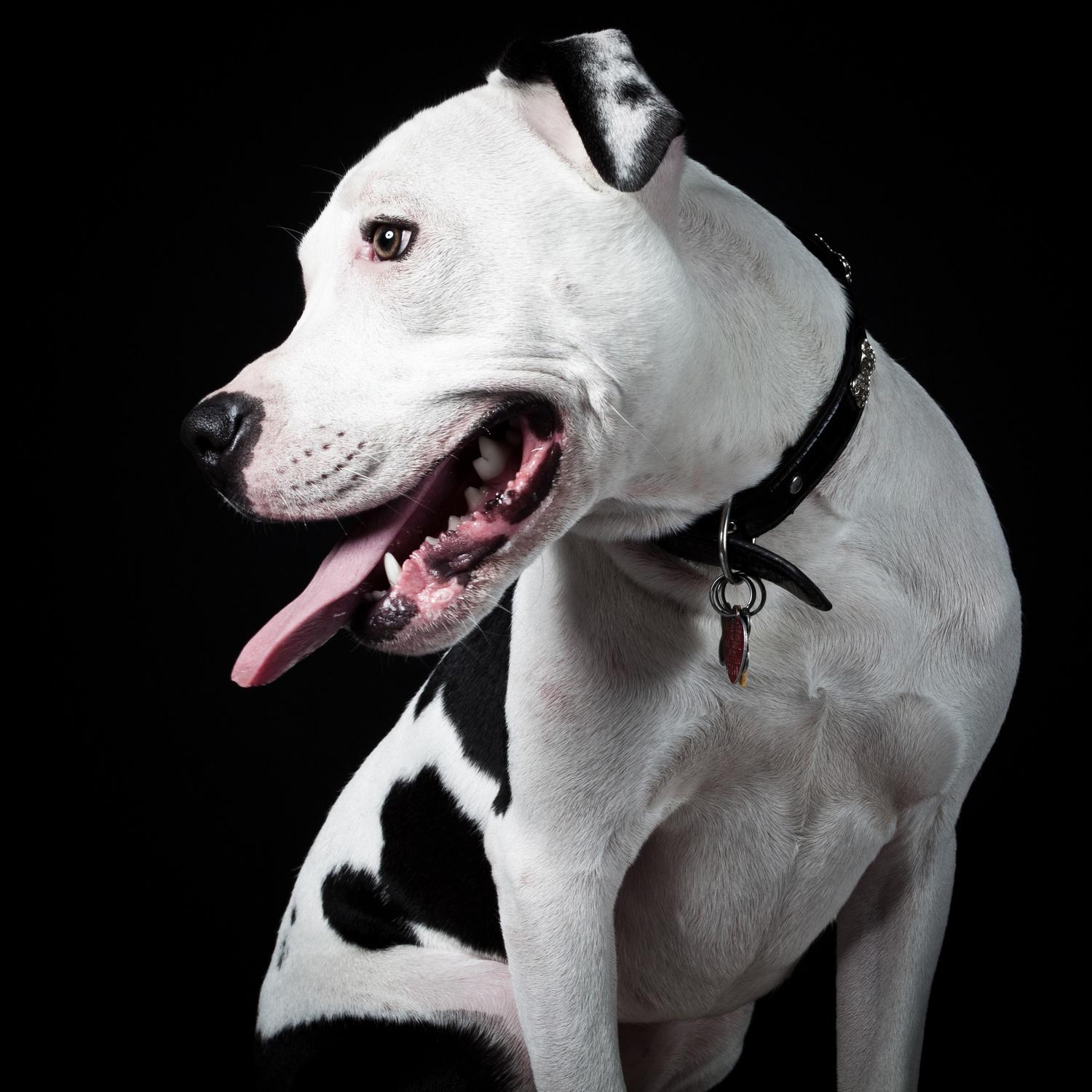 lorem ipsum dolor sit